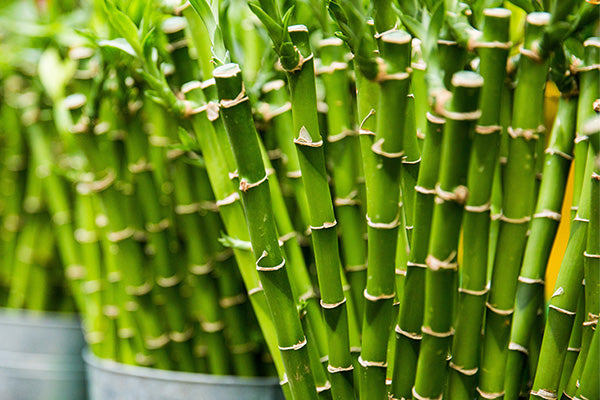 How bamboo clothing is made