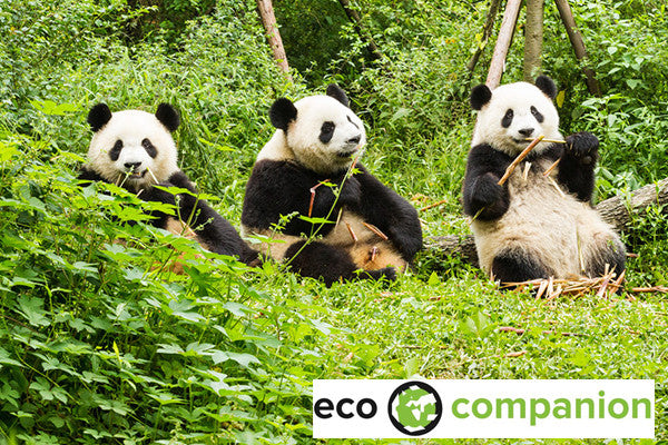 Eco Companion